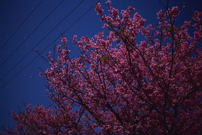 Low angle view of trees against sky