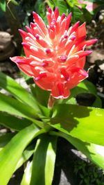 Close-up of flower blooming outdoors