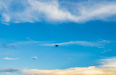 Low angle view of bird flying in sky