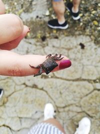 Cropped image of woman holding crab