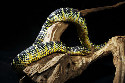 Close-up of lizard on tree