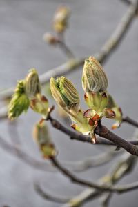 Close-up of flower buds growing outdoors