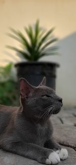 Close-up of a cat looking away