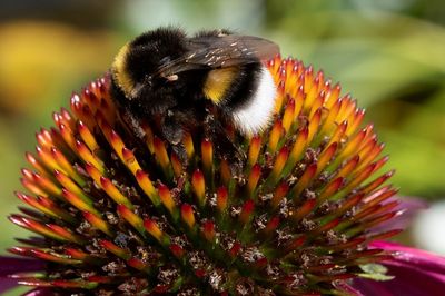 Close-up of bee pollinating on flower