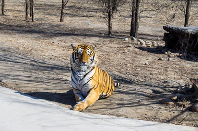 Tiger in zoo