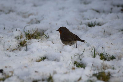 Bird perching on snow covered field