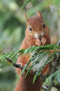 Red squirrel