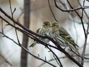 Low angle view of bird perching on branch