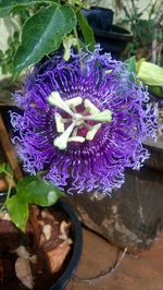 Close-up of purple flowers in water