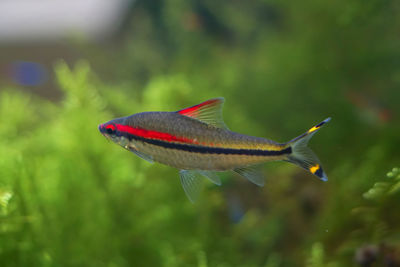 Close-up of fish swimming