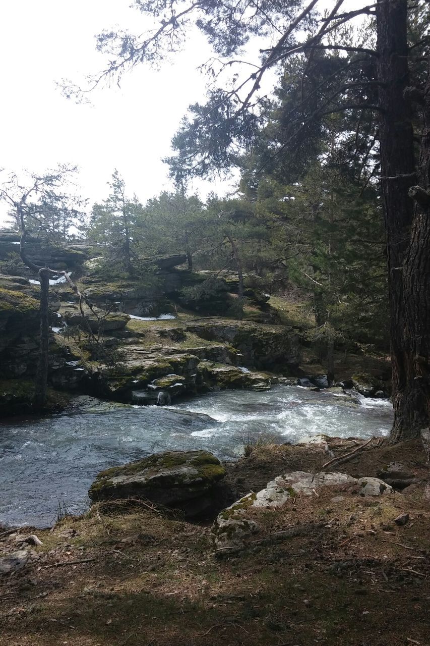 tree, water, tranquility, tranquil scene, forest, scenics, nature, beauty in nature, stream, river, non-urban scene, tree trunk, branch, day, landscape, lake, growth, bare tree, clear sky, idyllic