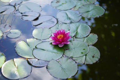 Pink lotus water lily in lake