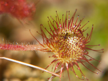 Close-up of sundew plants