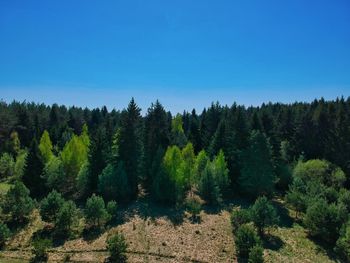 Scenic view of forest against clear blue sky