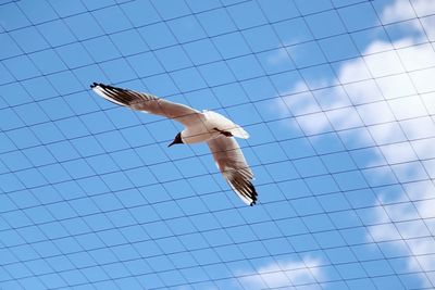 Low angle view of bird flying against sky seen through netting