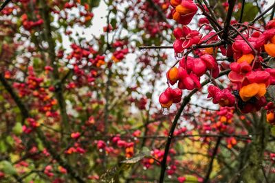 Close-up of red berries growing on tree