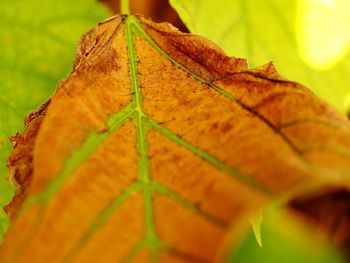 Close-up of a dry leaf
