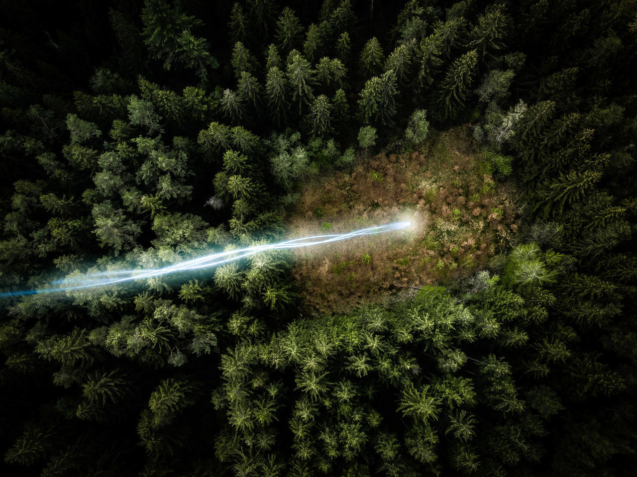 HIGH ANGLE VIEW OF PLANTS GROWING IN FOREST