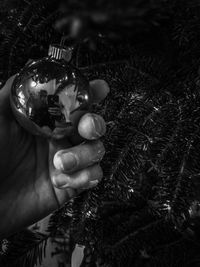 Close-up of hand holding christmas tree