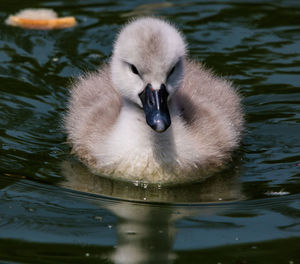 Swan swimming in lake