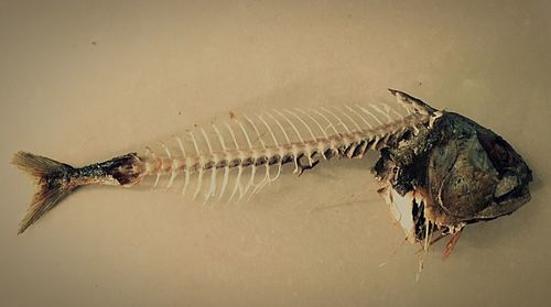 Close-up of caterpillar