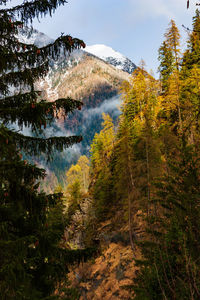 Pine trees in forest against sky