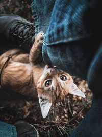 Low section of man with cat