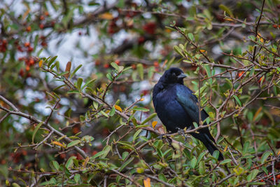 Bird perching on a tree