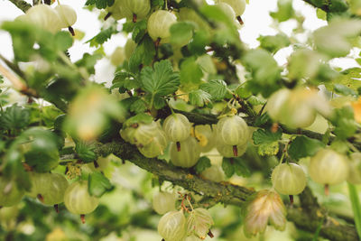 Close-up of green gooseberries growing on branch