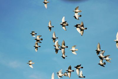 Low angle view of seagulls flying against clear sky