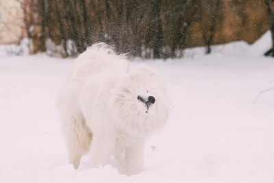 Dog running on snow covered field