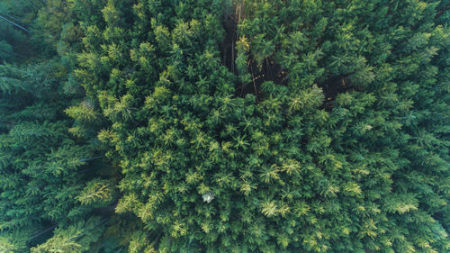 High angle view of pine trees in forest