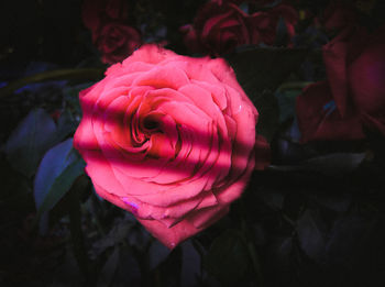 Close-up of pink rose