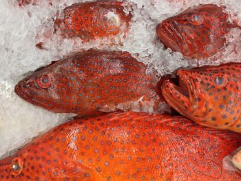 High angle view of fishes on crushed ice