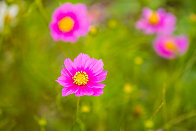 Close-up of pink flowering plant