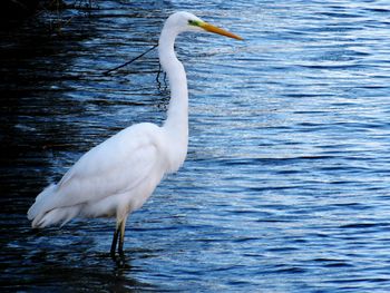 White heron in lake