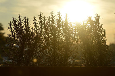 Low angle view of trees against sky during sunset