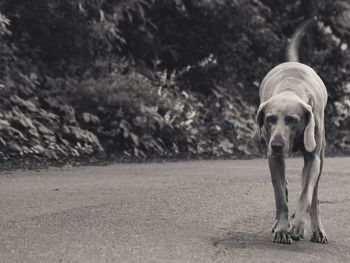 Portrait of a dog