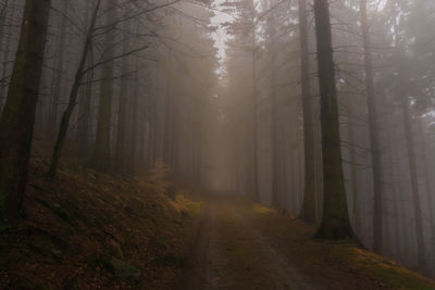 Dirt road amidst trees in forest