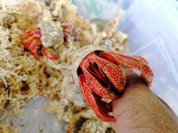 Close-up of a hand holding a animal