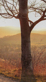 Bare tree on landscape against sky during sunset