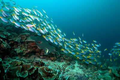 Fish swimming in sea