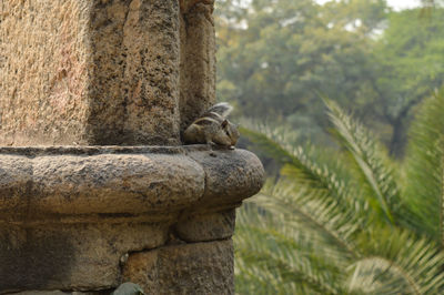 Side view of a monkey sitting on rock