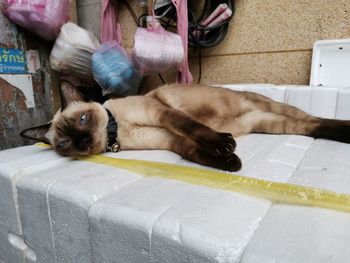 Portrait of cat relaxing on floor