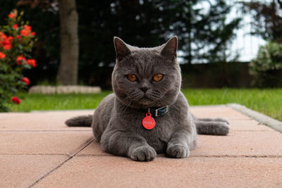 Portrait of cat on footpath