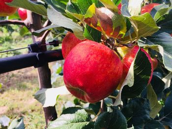 Close-up of apples on tree