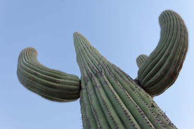 Low angle view of cactus against clear sky