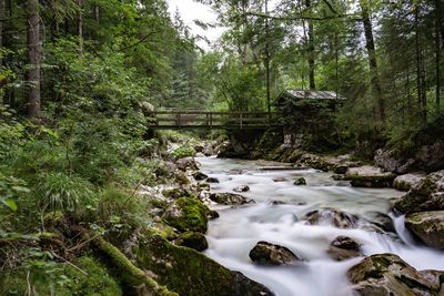 Stream amidst trees in forest