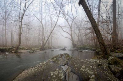 Bare trees by rocks in forest