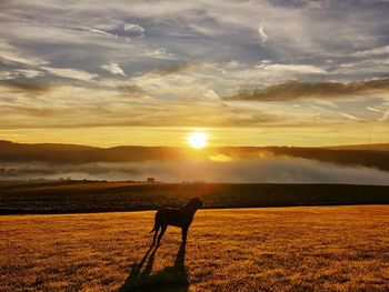 Horse standing on field during sunset